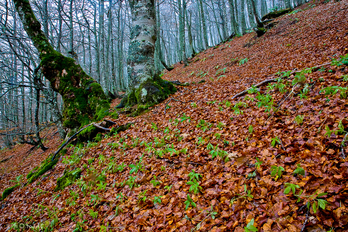 Teverga. Otoño en el hayedo de Montegrande.